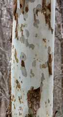 Peeling Bark on birch tree trunks