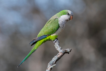 Parakeet perched on a branch of Calden , La Pampa, Patagonia, Argentina