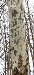Peeling Bark on birch tree trunks