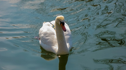 Beautiful white swan on the water