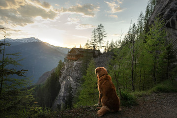 dog in the mountains, in nature. A trip with a pet, vacation. Nova Scotia Duck Tolling Retriever