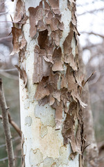 Peeling Bark on birch tree trunks