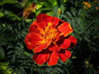 Large bright red flower `chornobrivets` bud