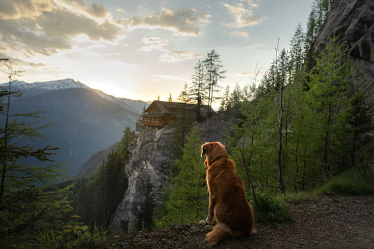 dog in the mountains, in nature. A trip with a pet, vacation. Nova Scotia Duck Tolling Retriever