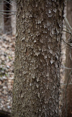 Peeling Bark on birch tree trunks