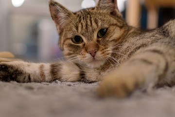 Kleine Katze entspannt auf dem Teppich
