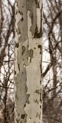 Peeling Bark on birch tree trunks