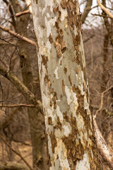 Peeling Bark on birch tree trunks