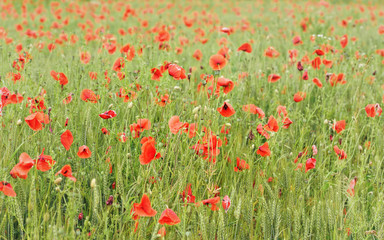 Obraz premium Wild red poppies growing in field of unripe green wheat