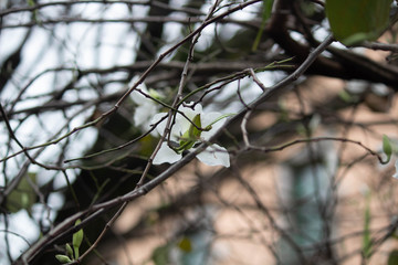ARBOL