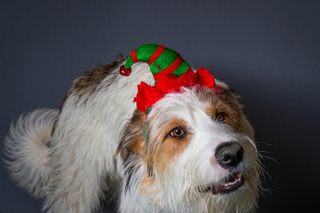 Scruffy Dog With Big Brown Eyes In Christmas Elf party hat