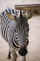 Fototapeta na wymiar zebra in the zoo of barcelona. Striped black and white mammal animal zebra