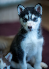 Obraz premium adorable doggos
