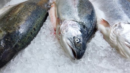 Trout lies on ice crumbs, a showcase.