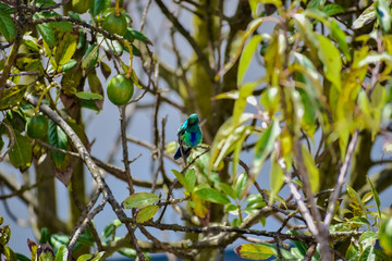 Hummingbird on tree branch resting