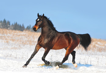 Fototapeta na wymiar Dark bay warmblood horse runs free in winter snowy field
