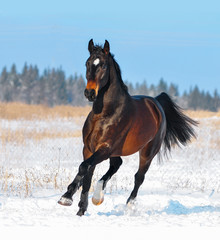 Fototapeta na wymiar Dark bay warmblood horse runs free in winter snowy field