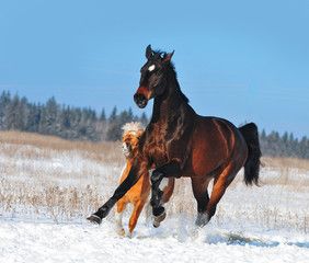 Warmblood horse and shetland pony plays in snow