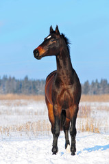 Fototapeta na wymiar Dark bay warmblood horse posing in winter snowy field