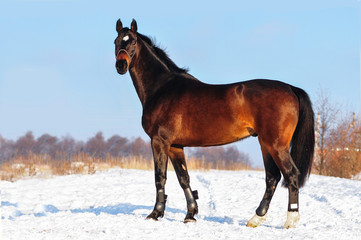 Fototapeta na wymiar Dark bay warmblood horse posing in winter snowy field