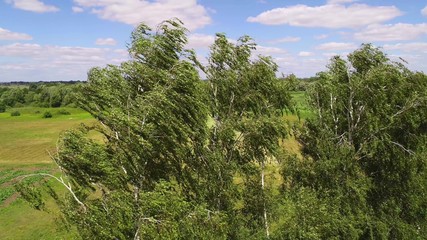 Obraz na płótnie Canvas Birch trees sway from a strong wind. Aerial shot.