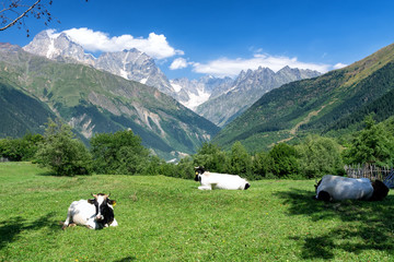 Fototapeta premium cows in the alps