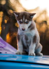 siberian husky and bokeh