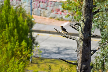 Dry tree trunk and a bird that perches on it.