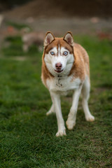 siberian husky and bokeh
