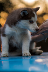 siberian husky and bokeh