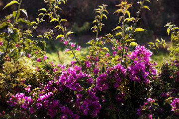 Bougainvilea