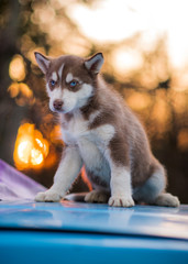 bokeh and husky