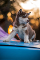bokeh and husky