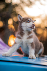 bokeh and husky