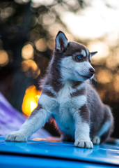 Husky and bokeh
