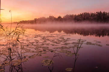 Sunrise over the river with water flowers and fog