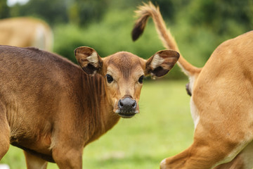 Fototapeta premium A herd of tropical light Asian cow calves graze on green grass.