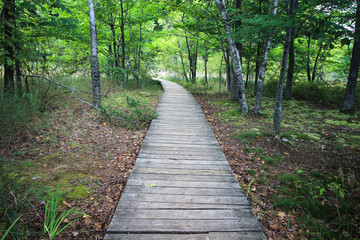 Diminishing wooden boardwalk hiking trail through a lush green forest. 