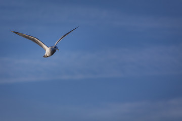 A seagull takes flight through the sky.