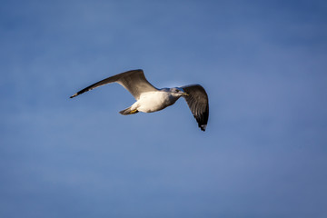 A seagull takes flight through the sky.