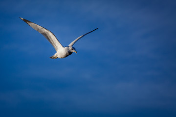 A seagull takes flight through the sky.