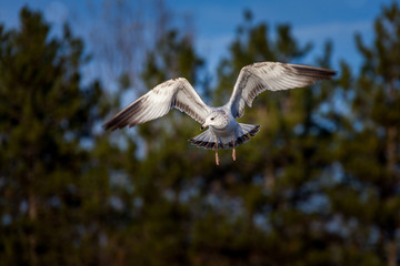 A seagull takes flight through the sky.