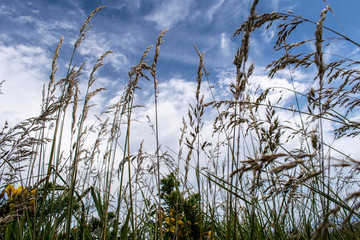 Obraz premium Landscape in Isla de Ons, Pontevedra, Galicia, Spain