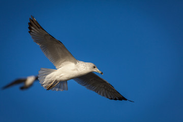 A seagull takes flight through the sky.