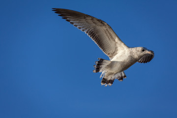 A seagull takes flight through the sky.