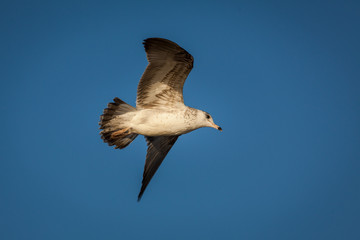 A seagull takes flight through the sky.