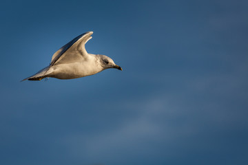 A seagull takes flight through the sky.