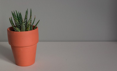 Wide Shot of a Potted Haworthia Succulent Plant Against a Grey Background
