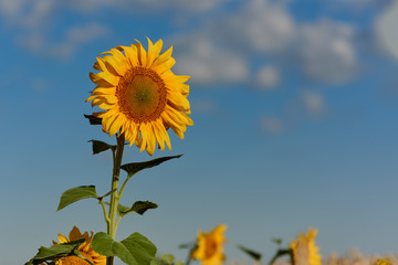 Sunflower on a sunny morning