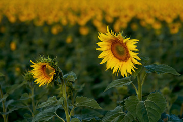 Sunflowers on a summer morning